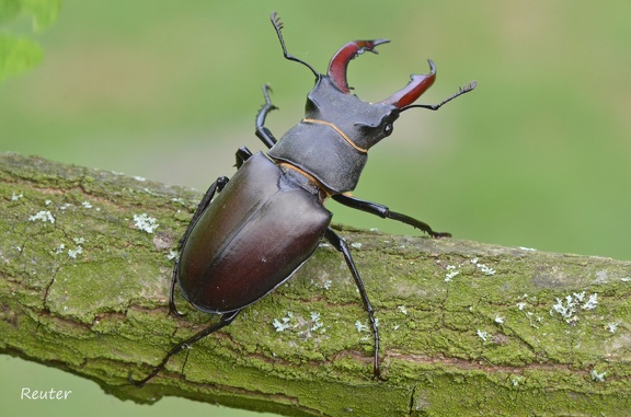 Hirschkäfer (Lucanus cervus)